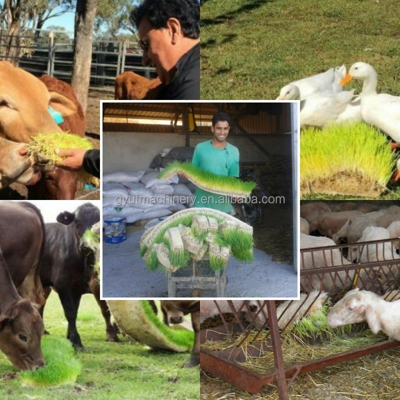 Hydroponische hullous barley sprout machines 3-4 dagen productiecyclus 1,5 ton capaciteit