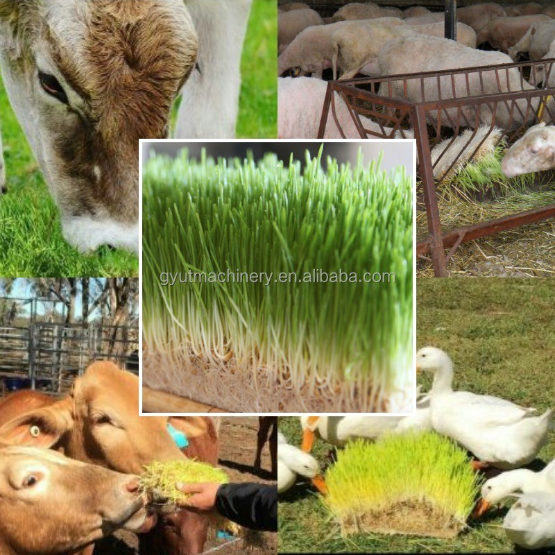 Gepersonaliseerde Spanning Volledig afgesloten Hydroponische Container Millet Grass Foeder Sprouting Machine